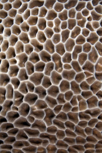 Textura de coral en el Mar Rojo — Foto de Stock