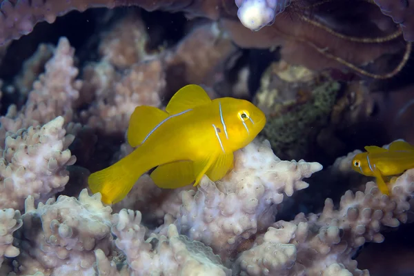 Citron coral goby (gobiodon citrinus) no Mar Vermelho . — Fotografia de Stock