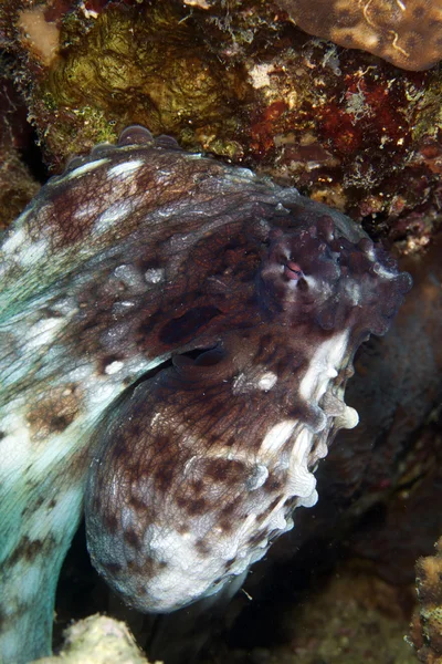 Reef octopus (octopus cyaneus) in the Red Sea. — Stock Photo, Image