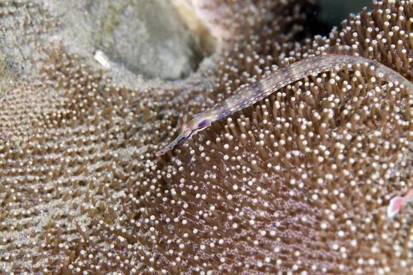 Pipefish kızıl denizi. — Stok fotoğraf