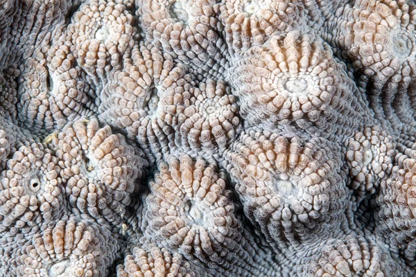 Korall textur i Röda havet. — Stockfoto
