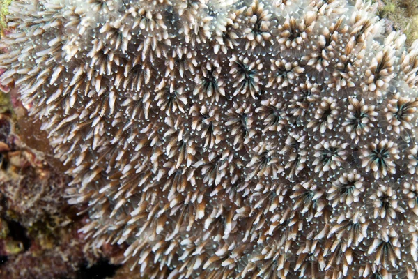 在红海的珊瑚纹理. — 图库照片