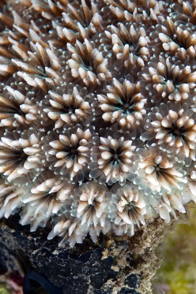 Textura de coral no Mar Vermelho . — Fotografia de Stock