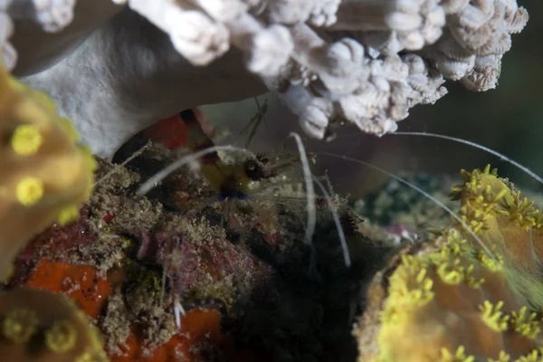 Boxer shrimp (stenopus hispidus) in the Red Sea. — Stock Photo, Image