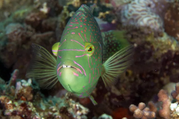 Abudjubbe wrasse (cheilinus abjubbe) nel Mar Rosso . — Foto Stock