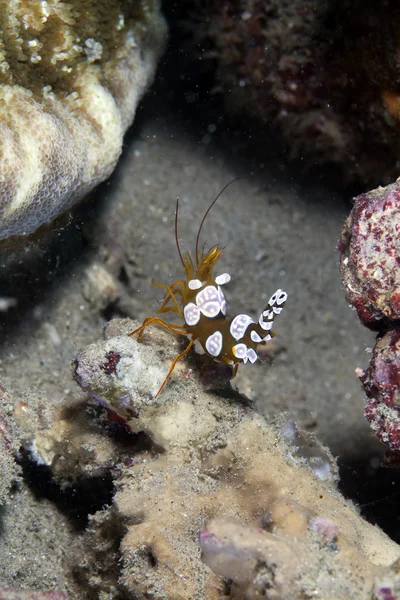 Squat shrimp (thor amboinensis) in the Red Sea. — Stock Photo, Image