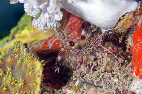 Boxer krevety (stenopus hispidus) v Rudém moři. — Stock fotografie