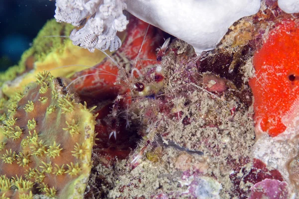 Bokser garnaal (stenopus hispidus) in de rode zee. — Stockfoto