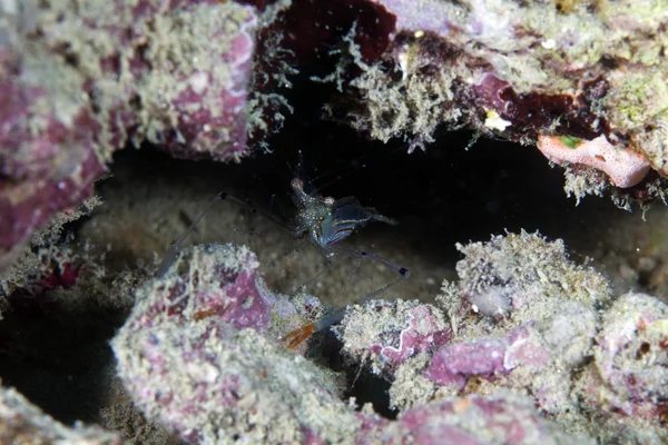 Gamberetti pulitori delle grotte (urocaridella sp.) nel Mar Rosso . — Foto Stock