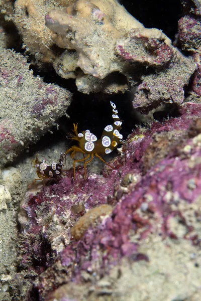 Crevettes squat (thor amboinensis) dans la mer Rouge . — Photo