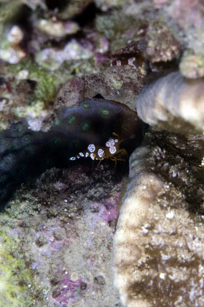 Podsaditý krevety (thor amboinensis) v Rudém moři. — Stock fotografie