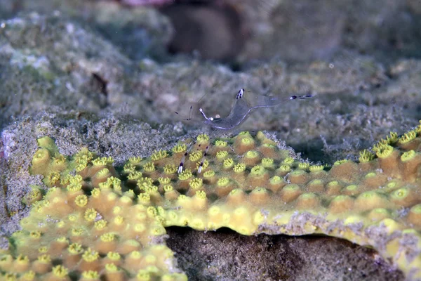 Crevettes laveuses à long bras (périclemenes longicarpus) dans la mer Rouge . — Photo