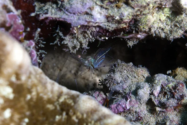Jeskyně čistší krevety (urocaridella sp.) v Rudém moři. — Stock fotografie