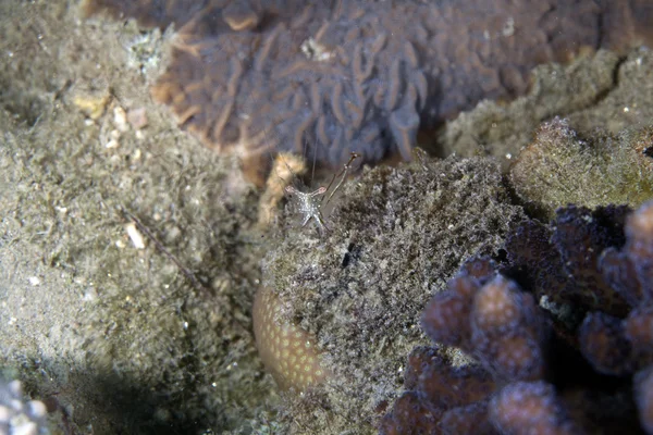 Jeskyně čistší krevety (urocaridella sp.) v Rudém moři. — Stock fotografie