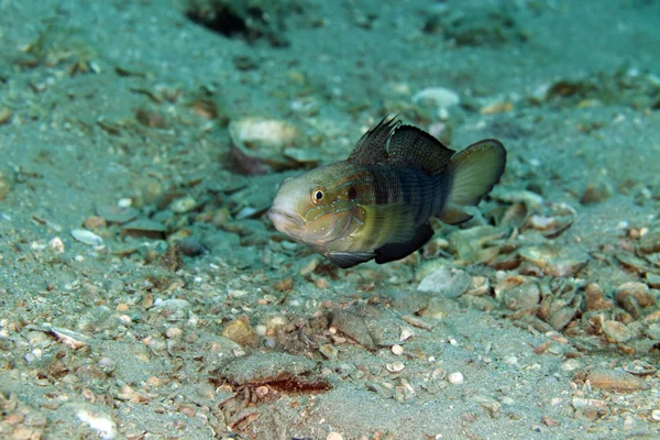 Kızıl Deniz kelebek kaya balığı (amblygobius albimaculatus). — Stok fotoğraf
