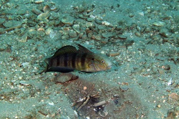 Góbi-borboleta (Amblygobius albimaculatus) no Mar Vermelho . — Fotografia de Stock