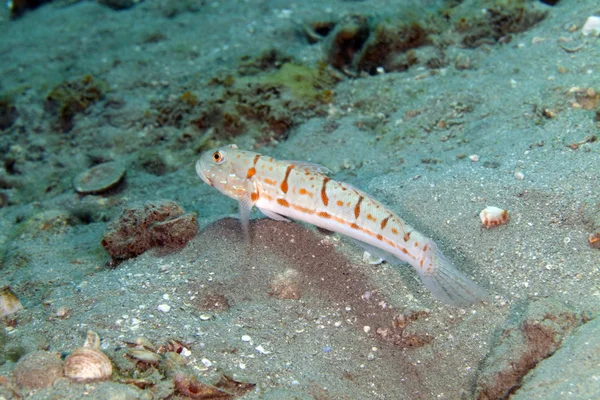 Grundel (valenciennea puellaris) im Roten Meer. — Stockfoto