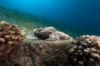 Kızıl Deniz içinde şeytan scorpionfish (scorpaenopsis diabolus).