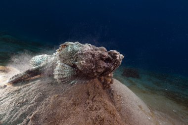 Kızıl Deniz içinde şeytan scorpionfish (scorpaenopsis diabolus).