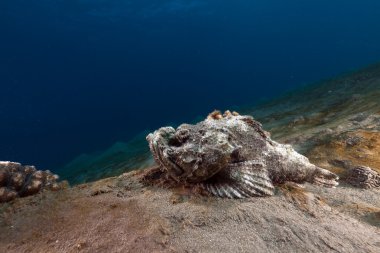 Kızıl Deniz içinde şeytan scorpionfish (scorpaenopsis diabolus).