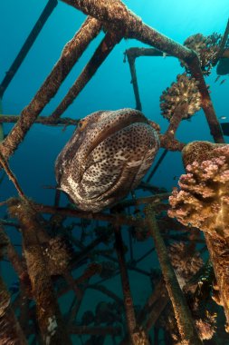 Malabar orfoz (epinephelus malabaricus) kızıl denizi.