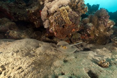 Bluespotted stingray in the Red Sea. clipart