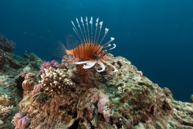 red Sea lionfish ve tropik resif.