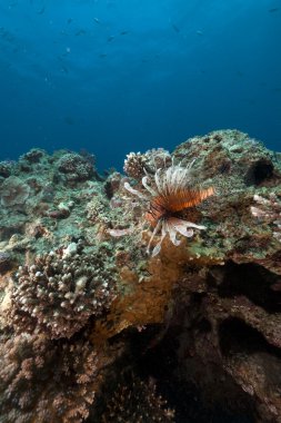 red Sea lionfish ve tropik resif.