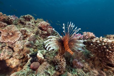 red Sea lionfish ve tropik resif.