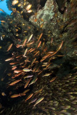 GlassFish ve fusiliers kızıl denizi.