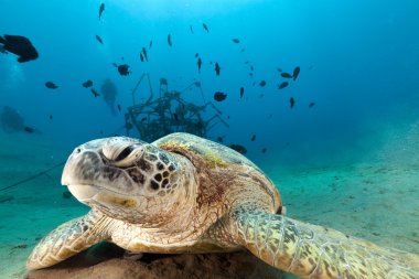 Yeşil Kaplumbağa (chelonia mydas) Kızıldeniz.