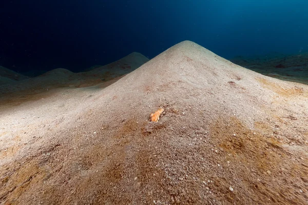 Pieptene stele de mare lipsă picioare în Marea Roșie . — Fotografie, imagine de stoc