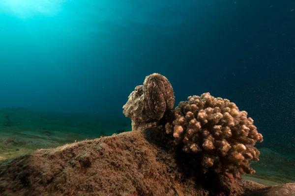 魔鬼蚰鱼 （scorpaenopsis diabolus） 在红海. — 图库照片
