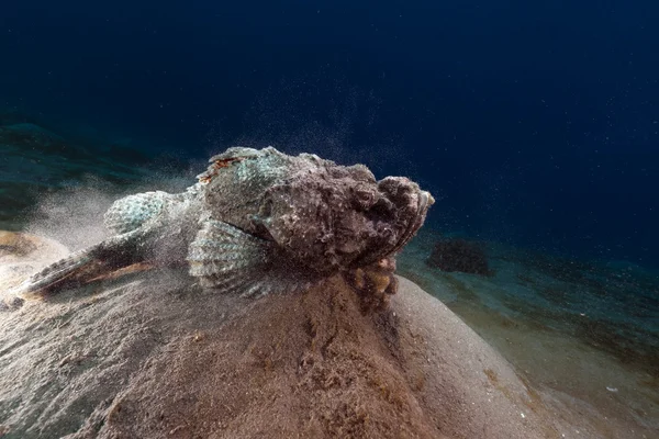 Devil scorpionfish (scorpaenopsis diabolus) in the Red Sea. — Stock Photo, Image