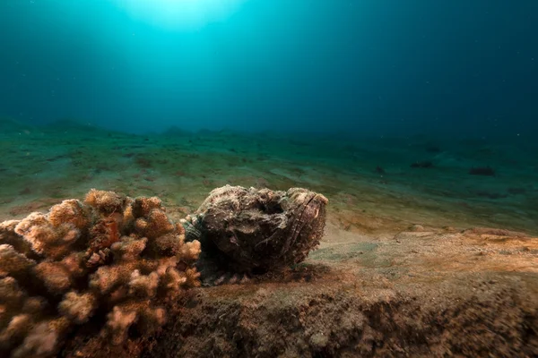 Escorpión diablo (scorpaenopsis diabolus) en el Mar Rojo . — Foto de Stock