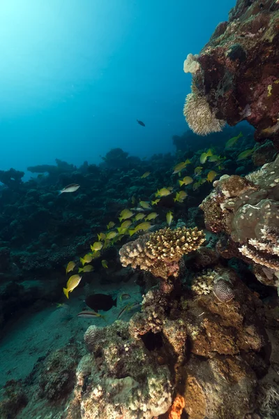Schnapper und tropisches Riff im Roten Meer. — Stockfoto
