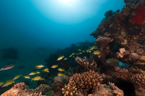 鯛と赤い海の熱帯の暗礁. — ストック写真