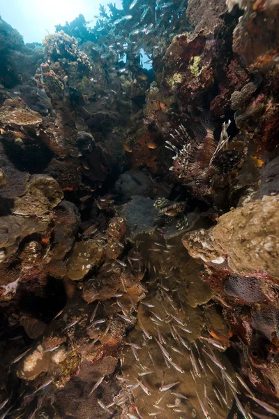 Lionfish і тропічний риф в Червоному морі. — стокове фото