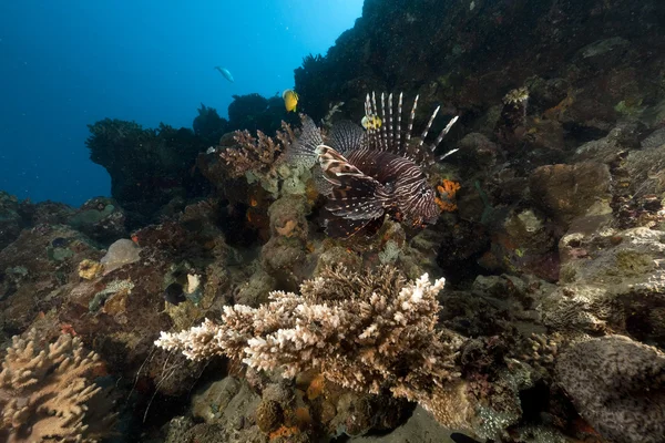 Lionfish och tropiska rev i Röda havet. — Stockfoto