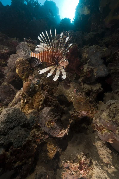 Lionfish en tropische rif in de rode zee. — Stockfoto