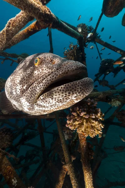 Malabar grouper (epinephelus malabaricus) in the Red Sea. — Stock Photo, Image
