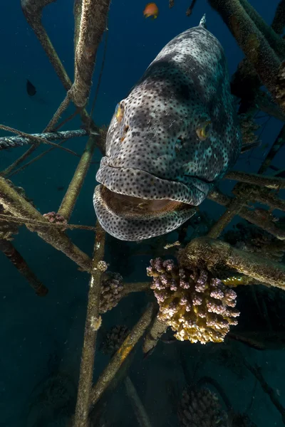 玛拉巴石斑鱼 (点带石斑鱼） 在红海. — 图库照片
