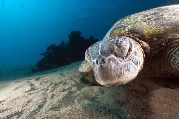 Grüne Schildkröte (chelonia midas) im Roten Meer. — Stockfoto