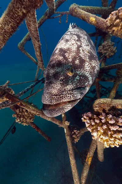Grupo Malabar (epinephelus malabaricus) no Mar Vermelho . — Fotografia de Stock