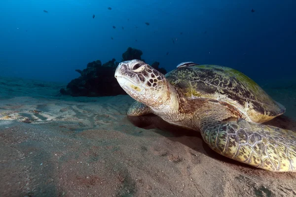 Grüne Schildkröte (chelonia midas) im Roten Meer. — Stockfoto