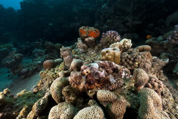 Pez escorpión (scorpaenopsis oxycephala) en el Mar Rojo . — Foto de Stock