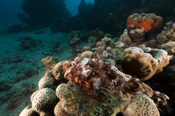 Pez escorpión (scorpaenopsis oxycephala) en el Mar Rojo . — Foto de Stock