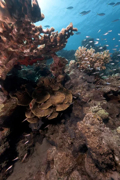 Тропічний кораловий риф у червоному морі . — стокове фото