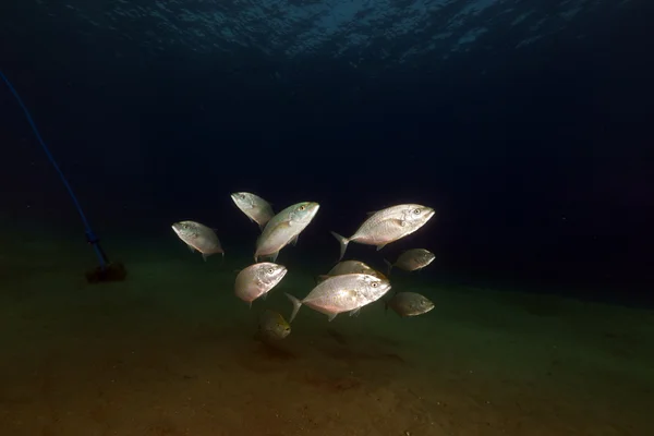 Orangespotted trevally (carangoides bajad) in the Red Sea. — Stock Photo, Image