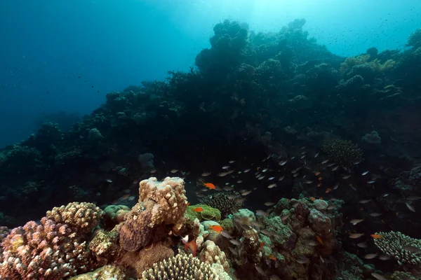 Récif corallien tropical dans la mer rouge. — Photo